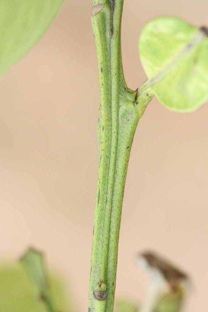            First year twig (Riverside, CA)   